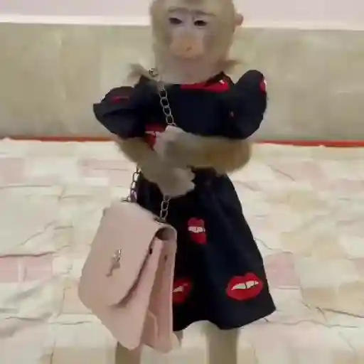 ❀ᮬ🤎⣧ ᩡᩡ Monos !©️Pochis 