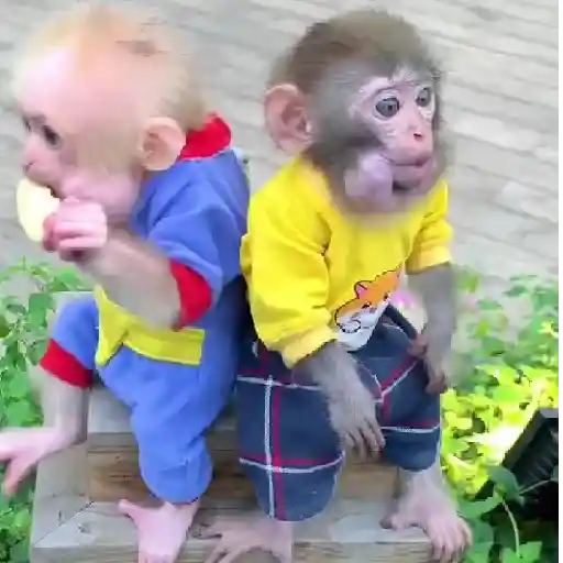 ❀ᮬ🤎⣧ ᩡᩡ Monos !©️Pochis 