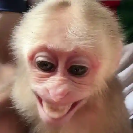 ❀ᮬ🤎⣧ ᩡᩡ Monos !©️Pochis 