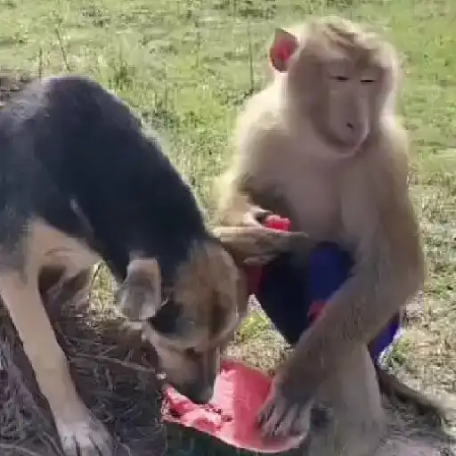 ❀ᮬ🤎⣧ ᩡᩡ Monos !©️Pochis 