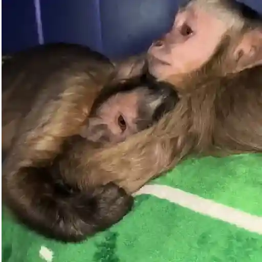 ❀ᮬ🤎⣧ ᩡᩡ Monos !©️Pochis 