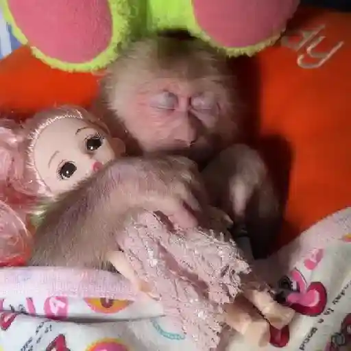 ❀ᮬ🤎⣧ ᩡᩡ Monos !©️Pochis  preview