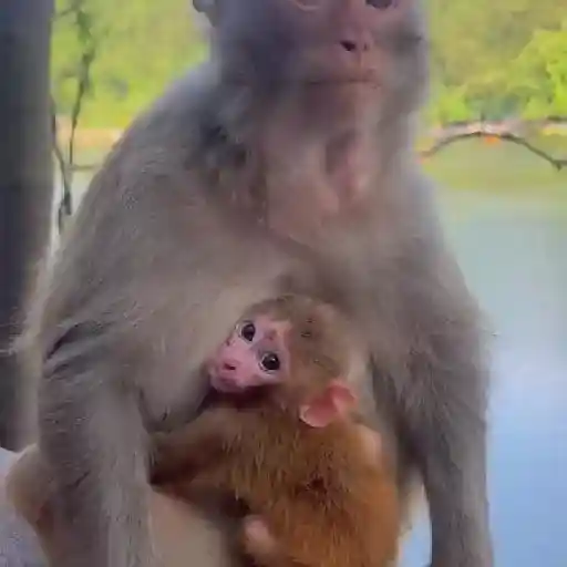 ❀ᮬ🤎⣧ ᩡᩡ Monos !©️Pochis 