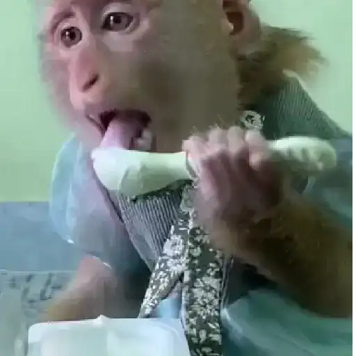 ❀ᮬ🤎⣧ ᩡᩡ Monos !©️Pochis 