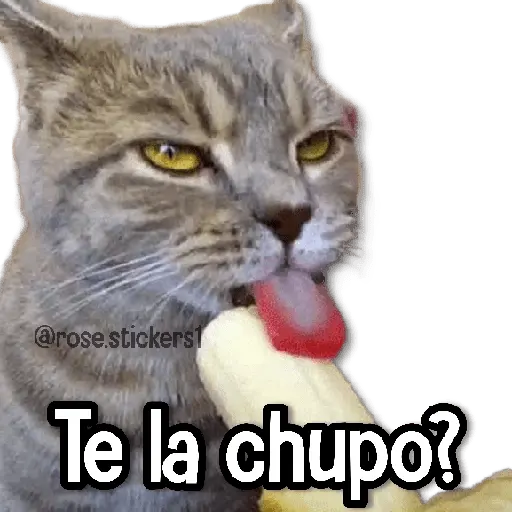 Amor Memes 2❤️🔥💖