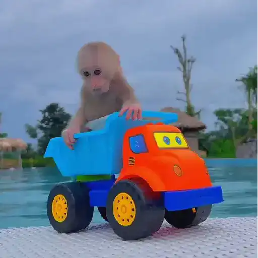 Monos y changuitos 🐒