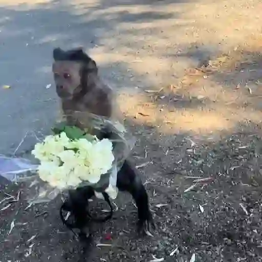Monos y changuitos 🐒