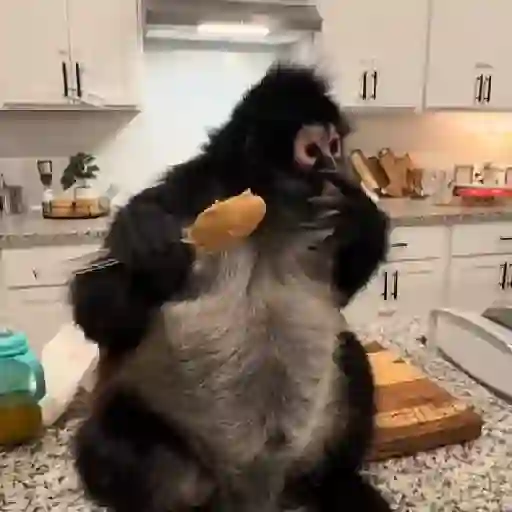 Monos y changuitos 🐒