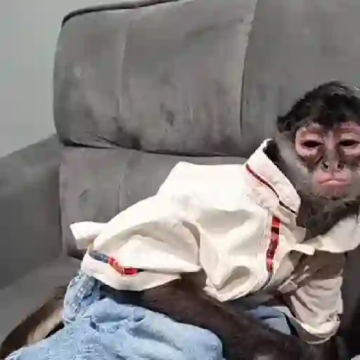 Monos y changuitos 🐒