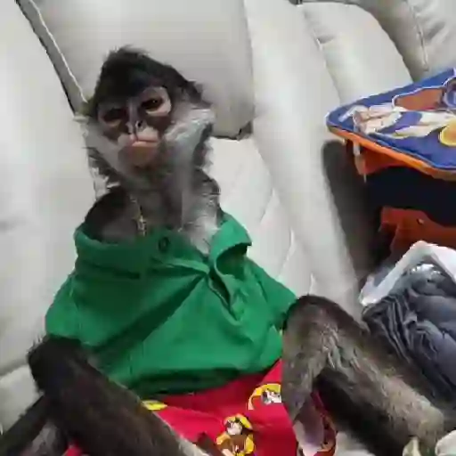 Monos y changuitos 🐒