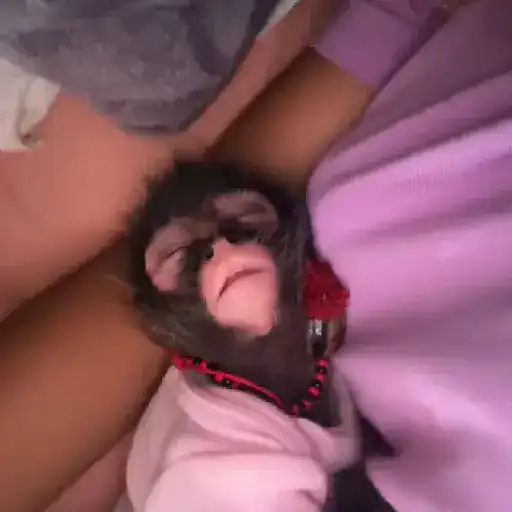 Monos y changuitos 🐒