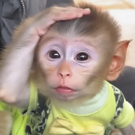 🐵🐒 Monos Tiernos🐒🐵