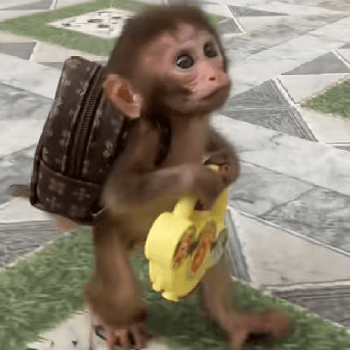 🐵🐒 Monos Tiernos🐒🐵 preview