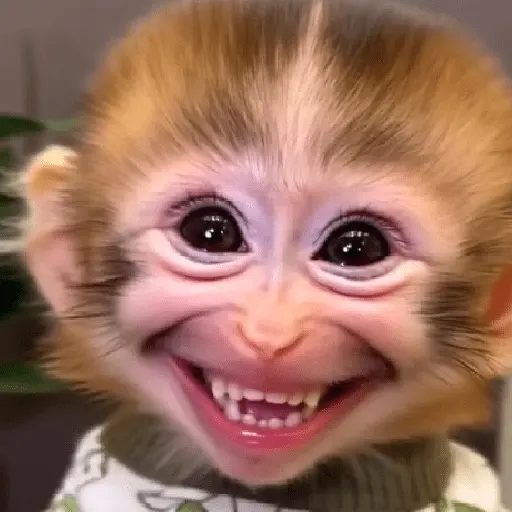🐵🐒 Monos Tiernos🐒🐵