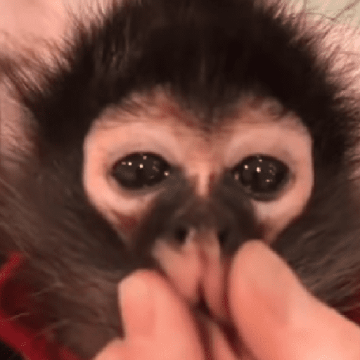 🐵🐒 Monos Tiernos🐒🐵 preview