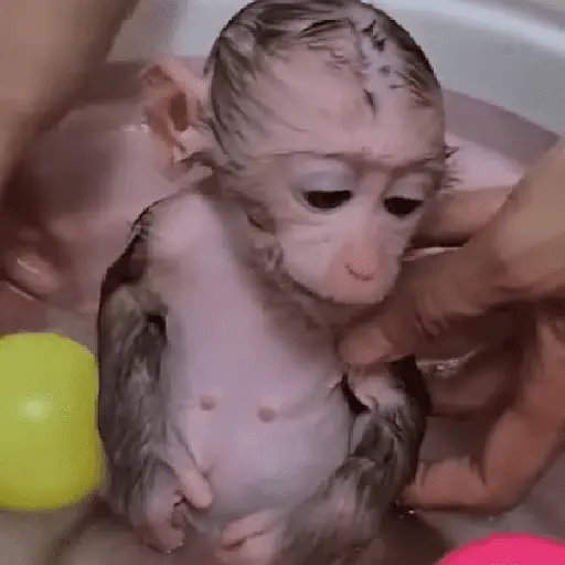 🐵🐒 Monos Tiernos🐒🐵