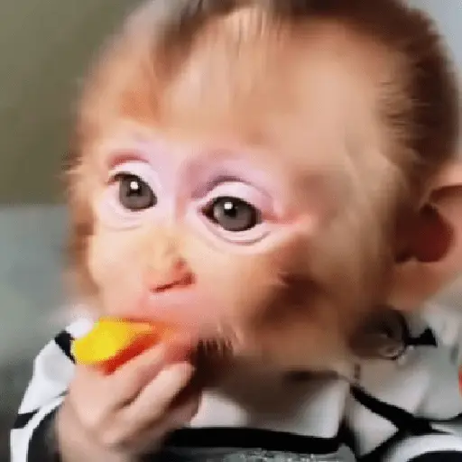 🐵🐒 Monos Tiernos🐒🐵