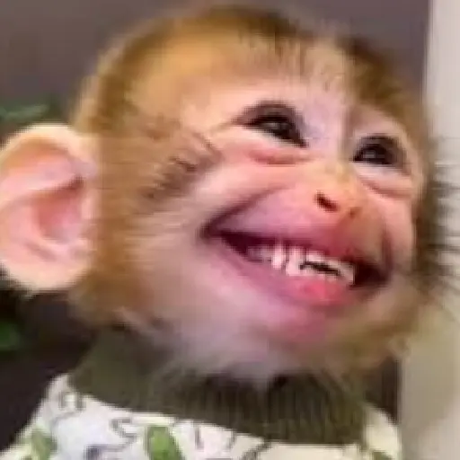 🐵🐒 Monos Tiernos🐒🐵