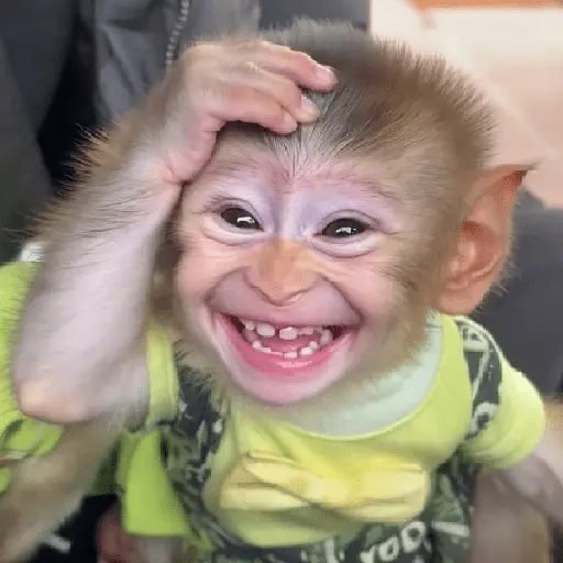 🐵🐒 Monos Tiernos🐒🐵