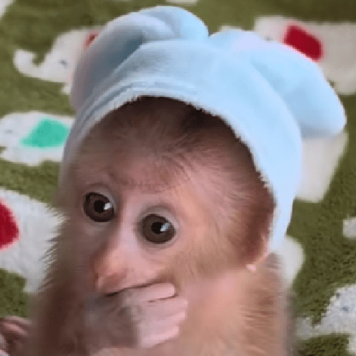 🐵🐒 Monos Tiernos🐒🐵 preview