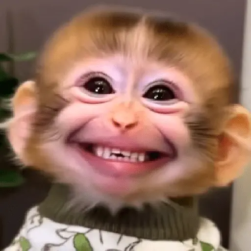🐵🐒 Monos Tiernos🐒🐵