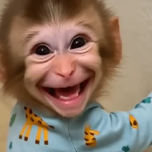 🐵🐒 Monos Tiernos🐒🐵