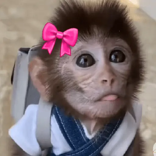 🐵🐒 Monos Tiernos🐒🐵