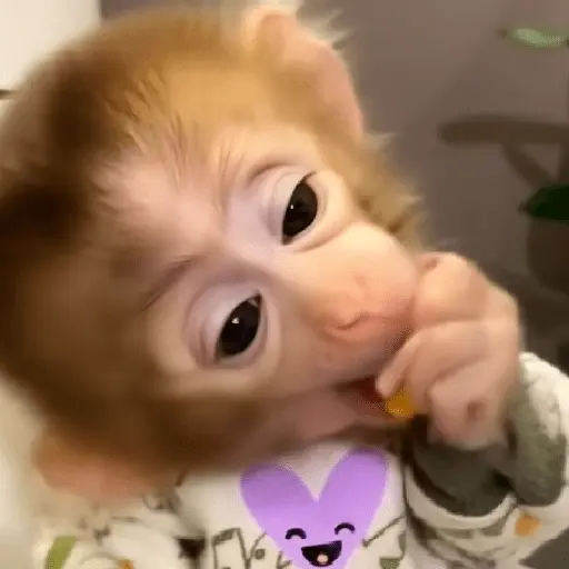 🐵🐒 Monos Tiernos🐒🐵