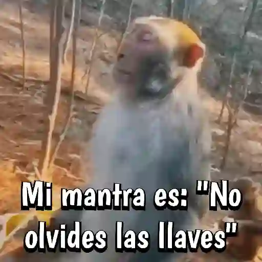🍌🦍MoNoS #2️⃣🍌🦍