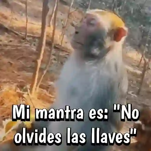 🍌🦍MoNoS #2️⃣🍌🦍 preview