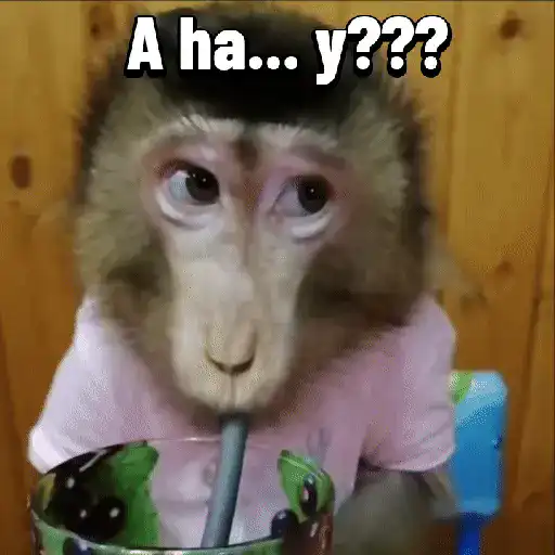 Monos graciosos contestones 🐒