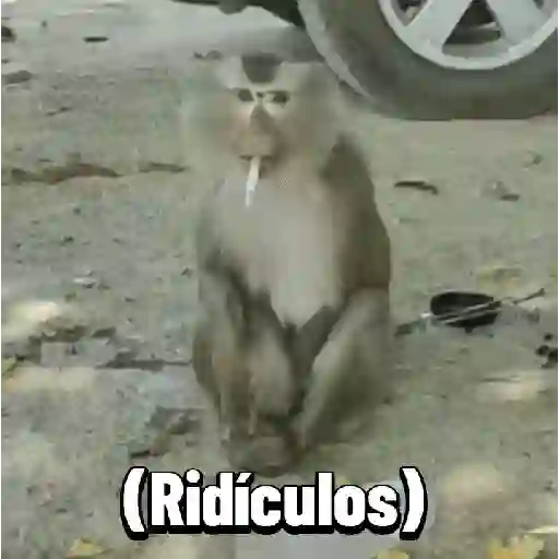 Monos graciosos contestones 🐒