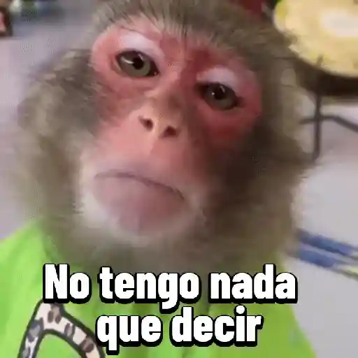 Monos graciosos contestones 🐒 preview