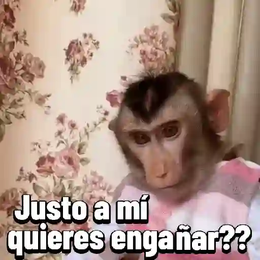 Monos graciosos contestones 🐒