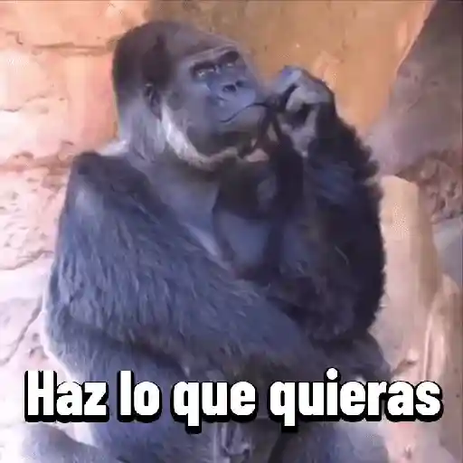 Monos graciosos contestones 🐒