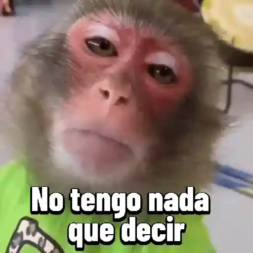 Monos graciosos contestones 🐒