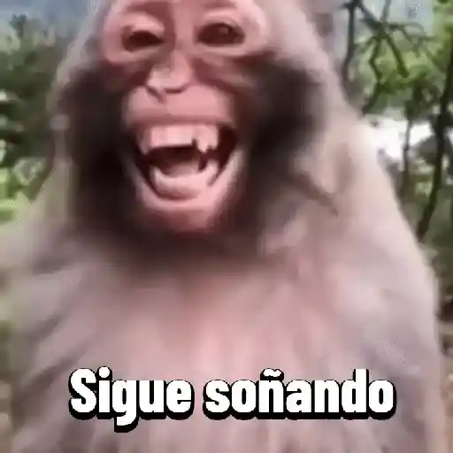 Monos graciosos contestones 🐒