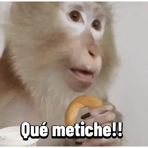Monos graciosos contestones 🐒