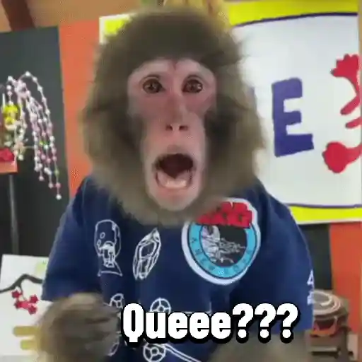 Monos graciosos contestones 🐒