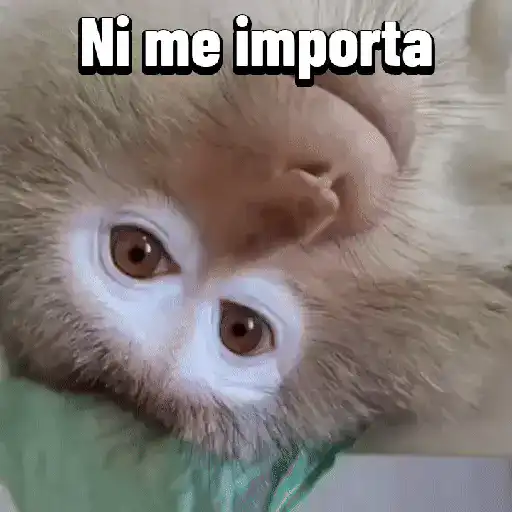 Monos graciosos contestones 🐒