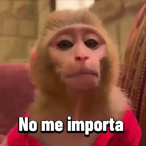 Monos graciosos contestones 🐒