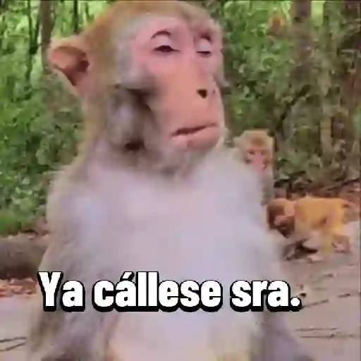Monos graciosos contestones 🐒