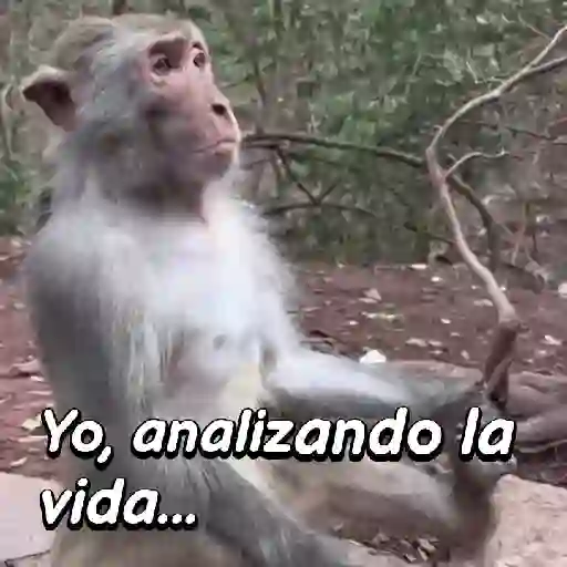Monos habladores 🐵💬