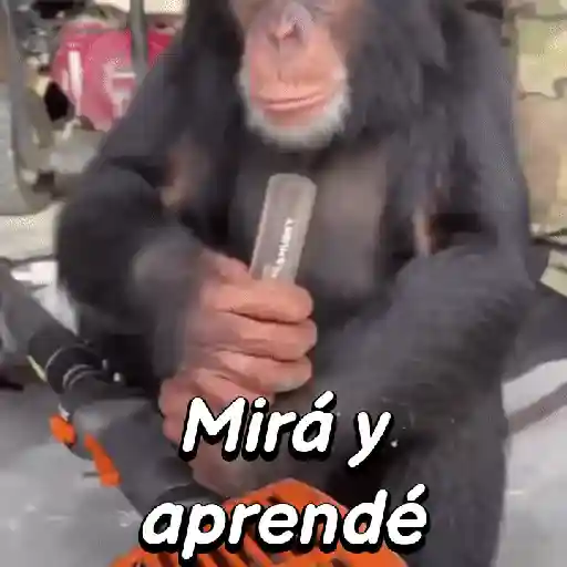 Monos habladores 🐵💬