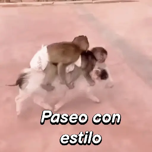 Monos habladores 🐵💬