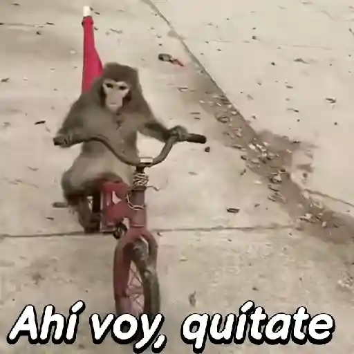 Monos habladores 🐵💬