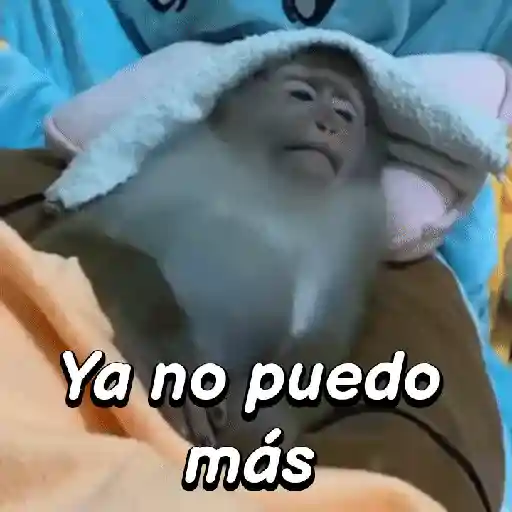 Monos habladores 🐵💬