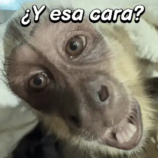 Monos habladores 🐵💬