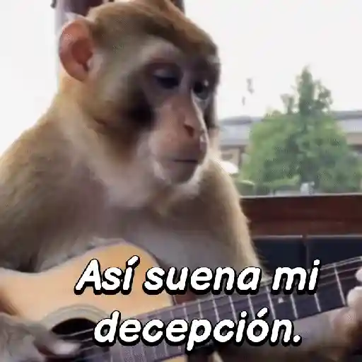 Monos habladores 🐵💬
