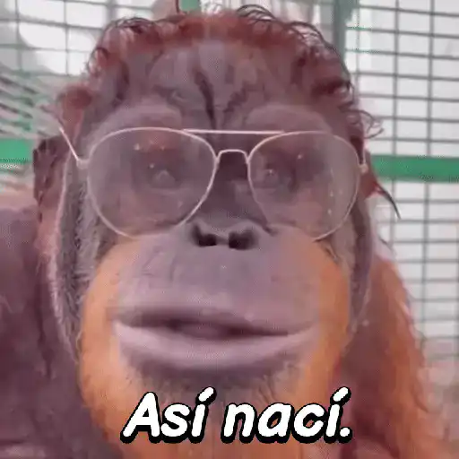 Monos habladores 🐵💬 preview